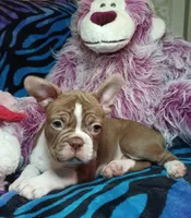 Beau, a male Frenchton for sale in Elberta, AL – 8 of 10