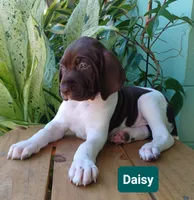 Daisy, a female German Shorthaired Pointer for sale in Elberta, AL – 2 of 7