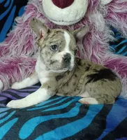 Dolly , a female Frenchton for sale in Elberta, AL – 3 of 9