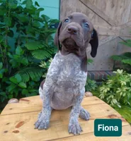 Fiona , a female German Shorthaired Pointer for sale in Elberta, AL – 6 of 8