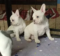 Moony, a male Frenchton for sale in Elberta, AL – 5 of 7
