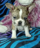 Dolly , a female Frenchton for sale in Elberta, AL – 9 of 9