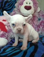 Sugar, a female Frenchton for sale in Elberta, AL – 10 of 10