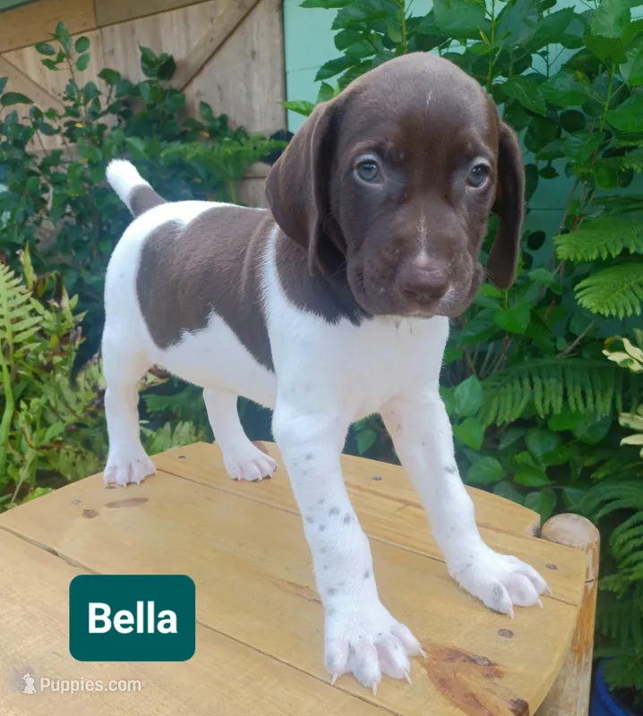 Bella – German Shorthaired Pointer puppy for sale in Elberta, AL