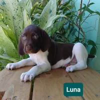 Luna, a female German Shorthaired Pointer for sale in Elberta, AL – 6 of 7