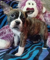 Bubba, a male Frenchton for sale in Elberta, AL – 3 of 9
