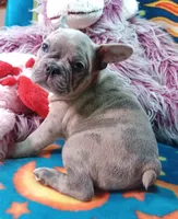 Stormy, a female Frenchton for sale in Elberta, AL – 4 of 10