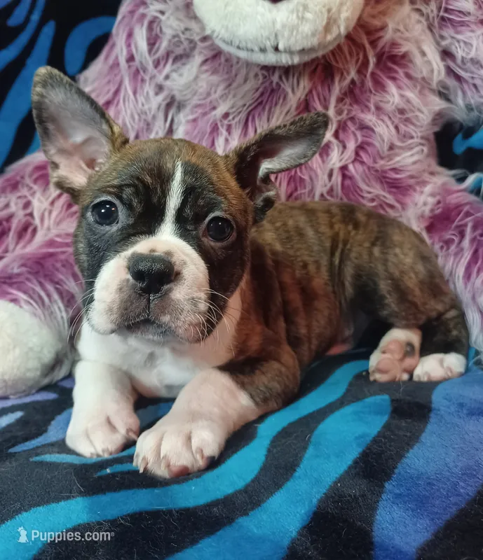 Bubba – Frenchton puppy for sale in Elberta, AL