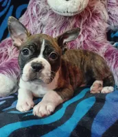 Bubba, a male Frenchton for sale in Elberta, AL – 9 of 9