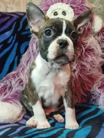 Bubba, a male Frenchton for sale in Elberta, AL – 7 of 9