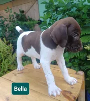 Bella, a female German Shorthaired Pointer for sale in Elberta, AL – 4 of 8