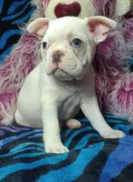 Lex, a male Frenchton for sale in Elberta, AL – 2 of 10