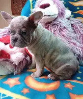 Stormy, a female Frenchton for sale in Elberta, AL – 8 of 10