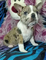 Dolly , a female Frenchton for sale in Elberta, AL – 2 of 9