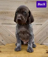 Buck, a male German Shorthaired Pointer for sale in Elberta, AL – Photo 2 of 5