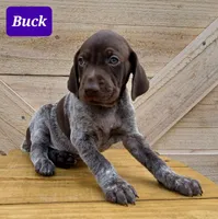 Buck, a male German Shorthaired Pointer for sale in Elberta, AL – Photo 3 of 5