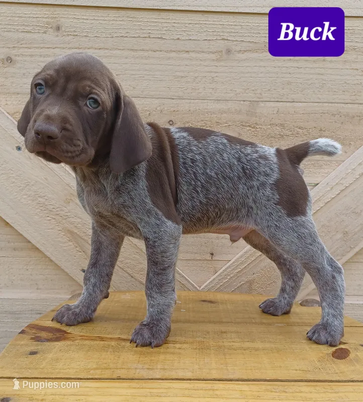 Buck – German Shorthaired Pointer puppy for sale in Elberta, AL