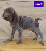 Buck, a male German Shorthaired Pointer for sale in Elberta, AL – Photo 1 of 5