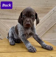 Buck, a male German Shorthaired Pointer for sale in Elberta, AL – Photo 4 of 5