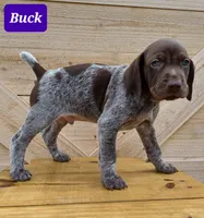Buck, a male German Shorthaired Pointer for sale in Elberta, AL – Photo 5 of 5