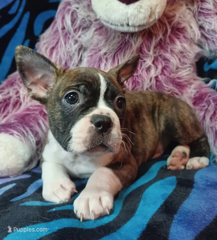 Bubba – Frenchton puppy for sale in Elberta, AL
