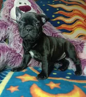 Pepper, a female Frenchton for sale in Elberta, AL – 5 of 10