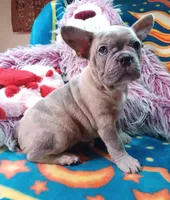 Stormy, a female Frenchton for sale in Elberta, AL – 3 of 10
