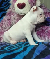 Lex, a male Frenchton for sale in Elberta, AL – 4 of 10