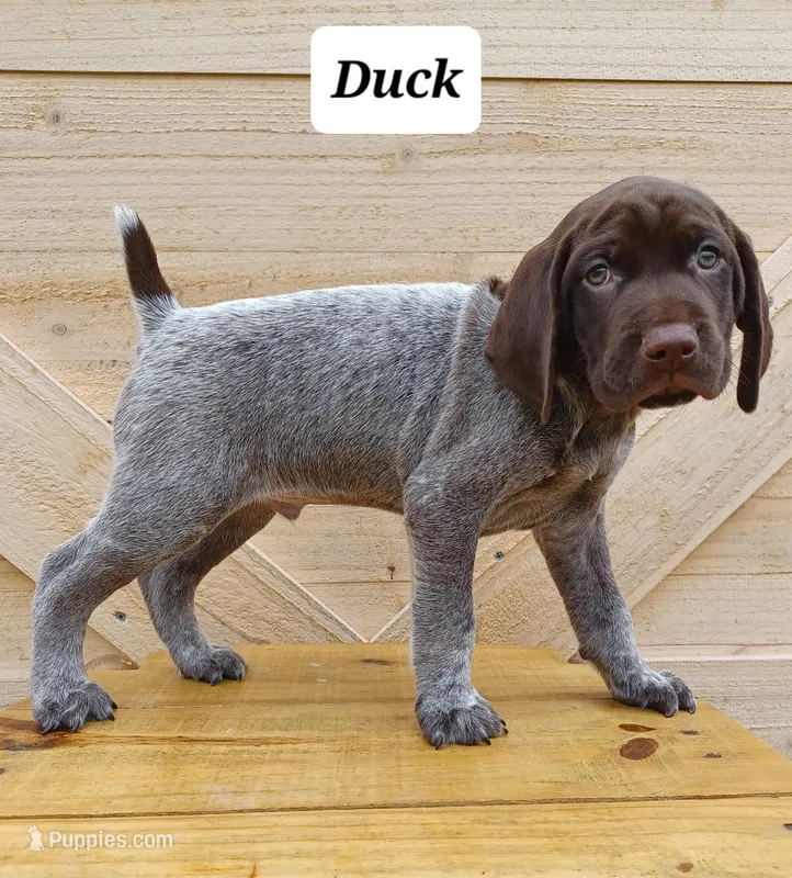 Duck – German Shorthaired Pointer puppy for sale in Elberta, AL