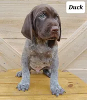 Duck, a male German Shorthaired Pointer for sale in Elberta, AL – Photo 2 of 8