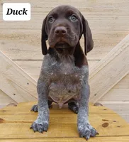 Duck, a male German Shorthaired Pointer for sale in Elberta, AL – Photo 3 of 8