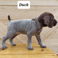 Duck, a male German Shorthaired Pointer for sale in Elberta, AL – Photo 8 of 8