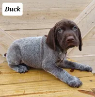Duck, a male German Shorthaired Pointer for sale in Elberta, AL – Photo 5 of 8