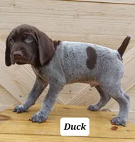 Duck, a male German Shorthaired Pointer for sale in Elberta, AL – Photo 4 of 8