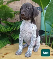 Ace, a male German Shorthaired Pointer for sale in Elberta, AL – 6 of 8