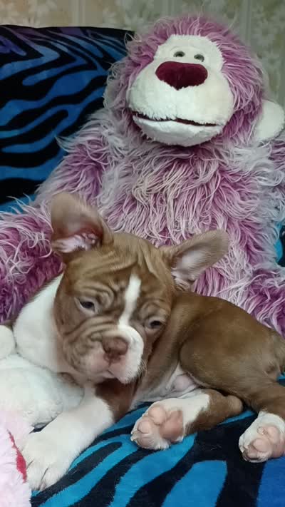Beau, a male Frenchton for sale in Elberta, AL – 10 of 10