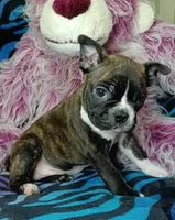 Bodie, a male Frenchton for sale in Elberta, AL – 7 of 8
