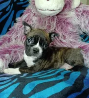 Bodie, a male Frenchton for sale in Elberta, AL – 2 of 8