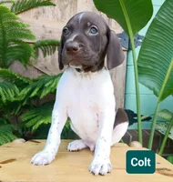 Colt, a male German Shorthaired Pointer for sale in Elberta, AL – 6 of 8