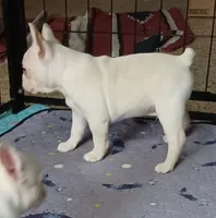 Moony, a male Frenchton for sale in Elberta, AL – 7 of 7