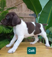 Colt, a male German Shorthaired Pointer for sale in Elberta, AL – 3 of 8