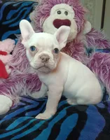 Sugar, a female Frenchton for sale in Elberta, AL – 4 of 10