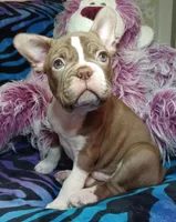 Beau, a male Frenchton for sale in Elberta, AL – 2 of 10