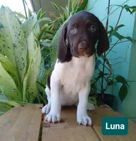 Luna, a female German Shorthaired Pointer for sale in Elberta, AL – 5 of 7