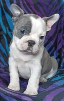 Delphine , a female Frenchton for sale in Elberta, AL – Photo 2 of 5