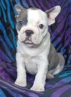 Delphine , a female Frenchton for sale in Elberta, AL – Photo 4 of 5