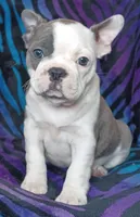 Delphine , a female Frenchton for sale in Elberta, AL – Photo 1 of 5