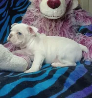 Lex, a male Frenchton for sale in Elberta, AL – 8 of 10