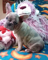 Stormy, a female Frenchton for sale in Elberta, AL – 6 of 10