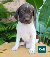 Colt, a male German Shorthaired Pointer for sale in Elberta, AL – 4 of 8